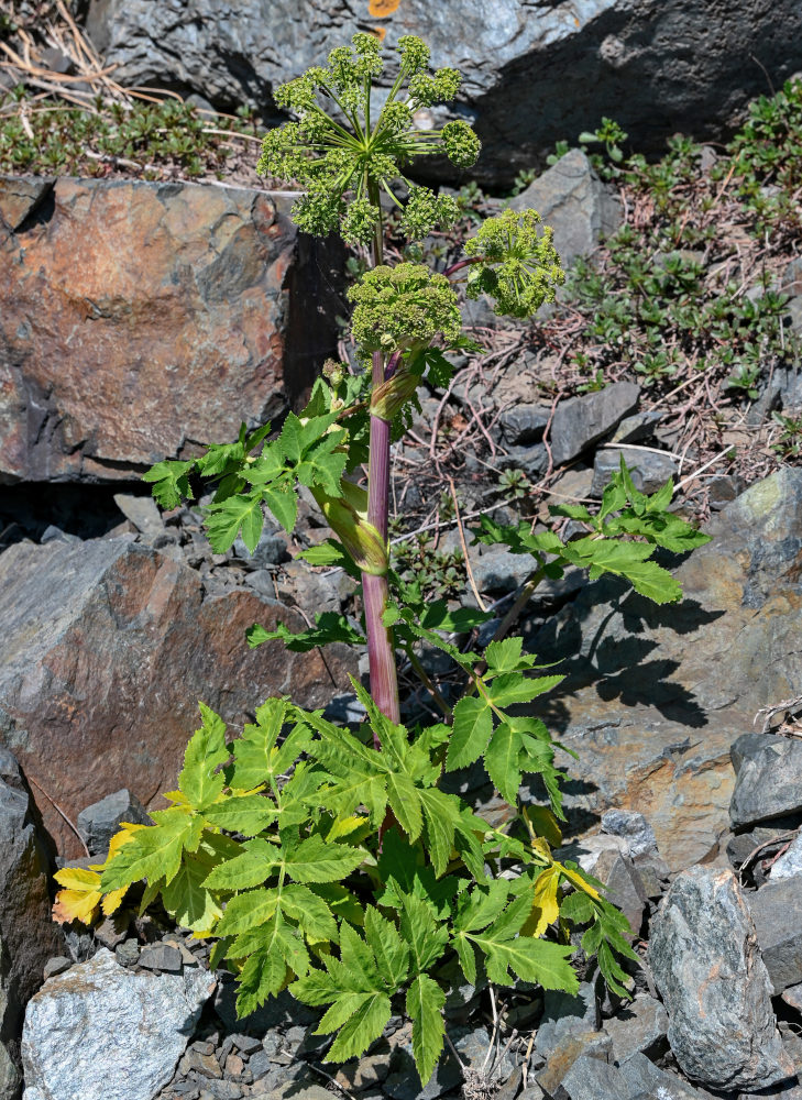 Image of Archangelica decurrens specimen.