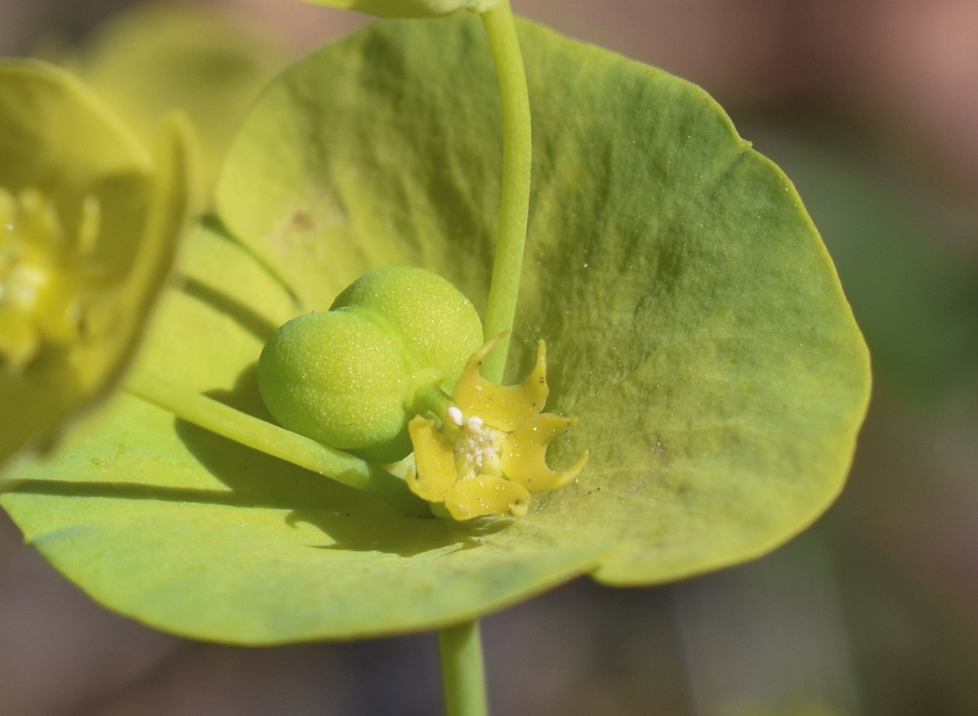 Изображение особи Euphorbia amygdaloides.