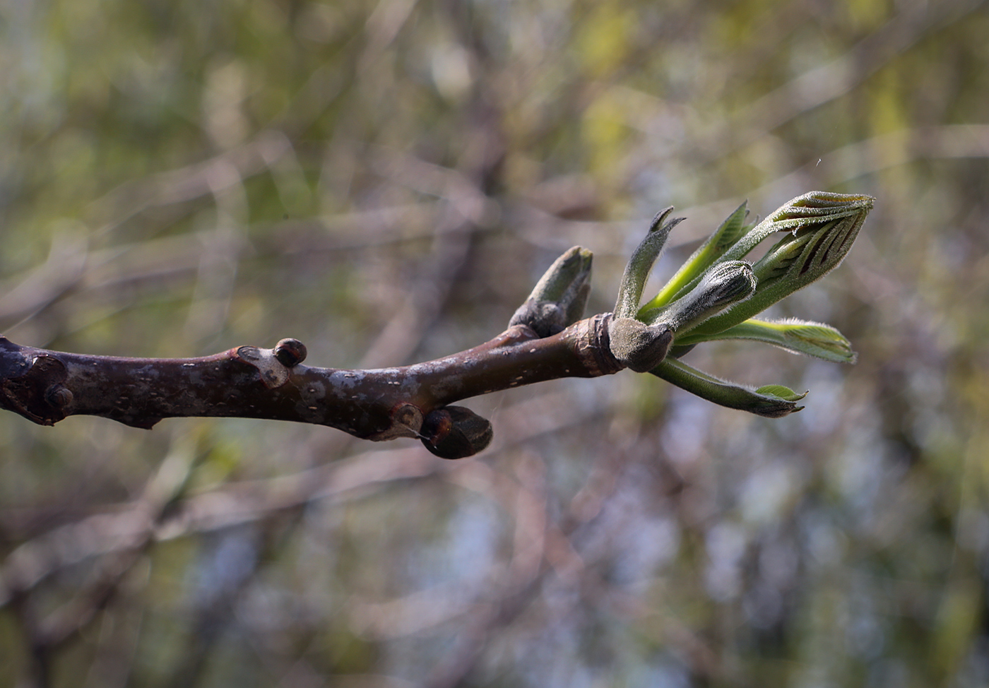 Изображение особи Fraxinus pennsylvanica.