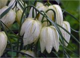 Fritillaria meleagris. Цветки ('Alba'). Московская обл., Раменский р-н, окр. дер. Хрипань, садовый участок. 06.05.2024.