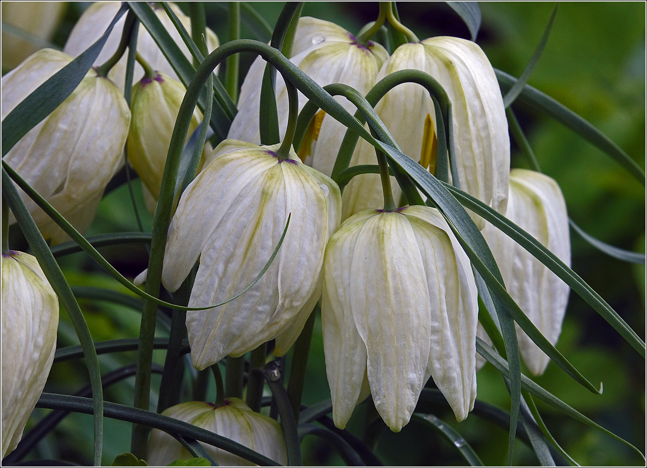 Image of Fritillaria meleagris specimen.