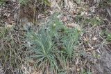 Asphodeline lutea