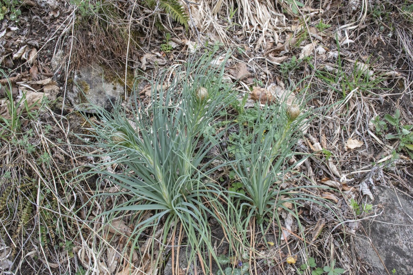 Изображение особи Asphodeline lutea.