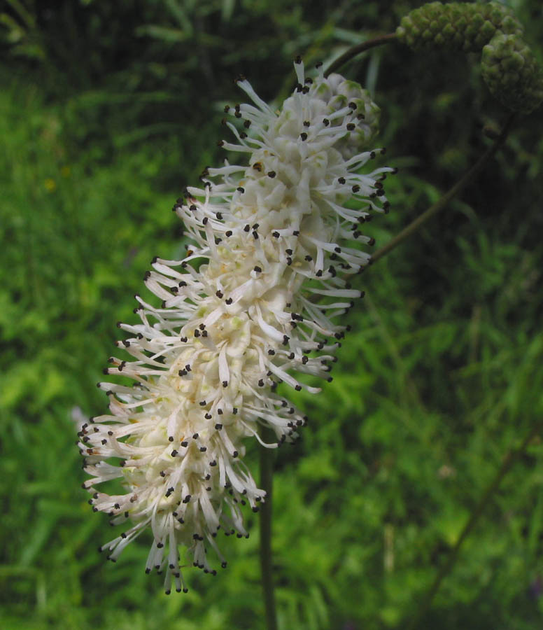 Image of Sanguisorba parviflora specimen.