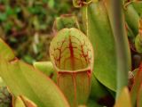 Sarracenia purpurea. Верхушка ловчего листа. Московская обл., г. Видное, садовый участок, искусственное болотце. 18.06.2024.