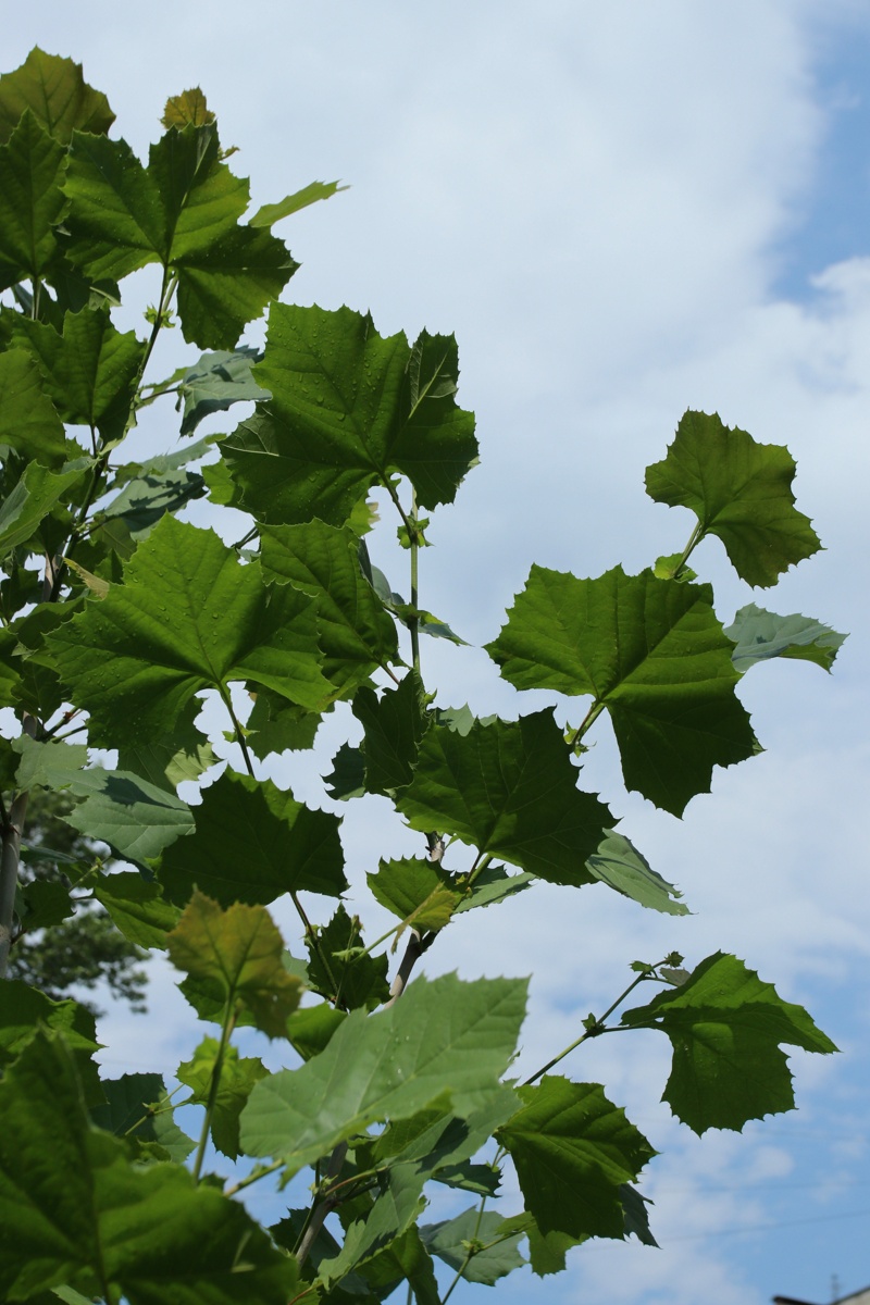 Image of Platanus occidentalis specimen.
