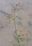 Juncus articulatus. Верхушка плодоносящего растения. Краснодарский край, Крымский р-н, окр. станицы Неберджаевская, р. Неберджай, на отмели. 06.07.2024.