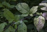 Atropa caucasica