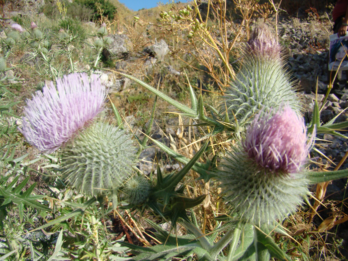 Image of Cirsium × pskemense specimen.