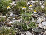 Anthemis carpatica. Отцветающее растение. Испания, Каталония, пров. Жирона, комарка Рипольес, муниципалитет Сеткасес, окр. курорта \"Вальтер 2000\", ≈2200 м н.у.м., каменистый склон вост. экспозиции. 07.07.2024.