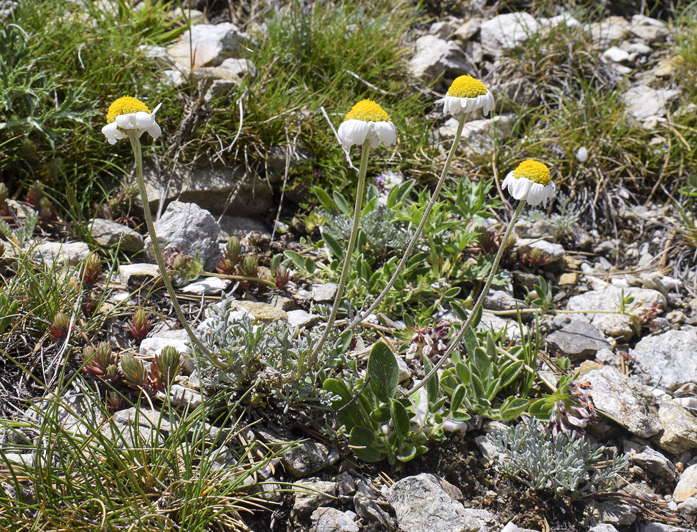 Image of Anthemis carpatica specimen.