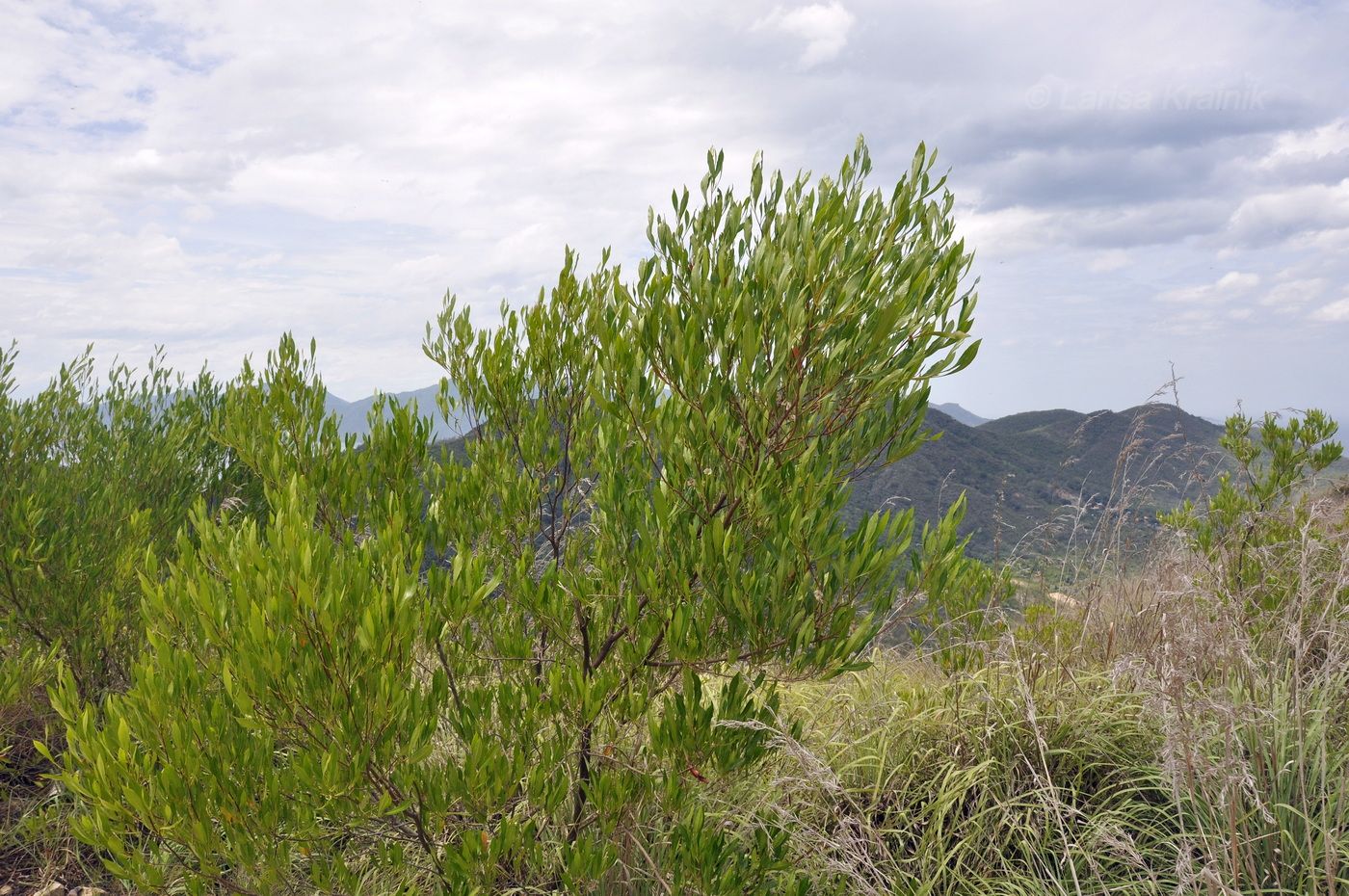 Image of genus Dodonaea specimen.