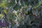 Lonicera tatarica