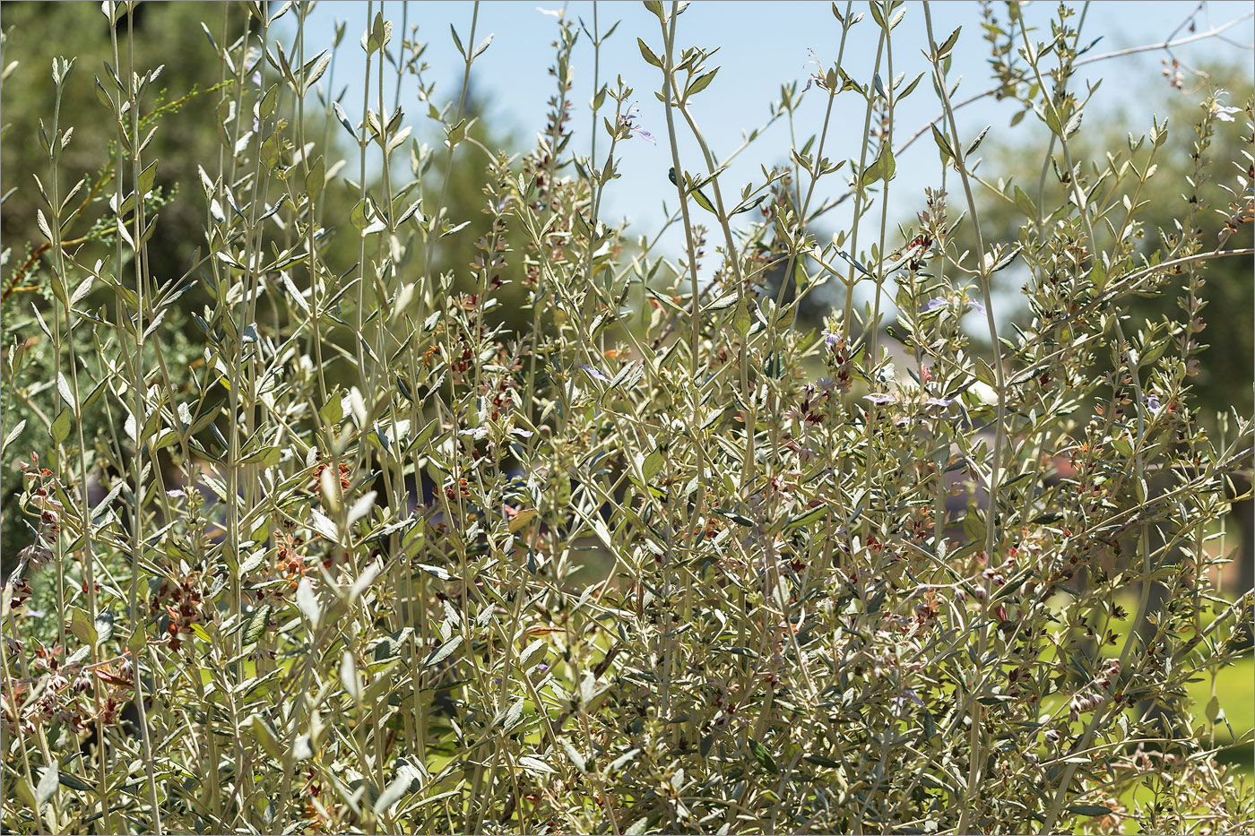 Image of Teucrium fruticans specimen.