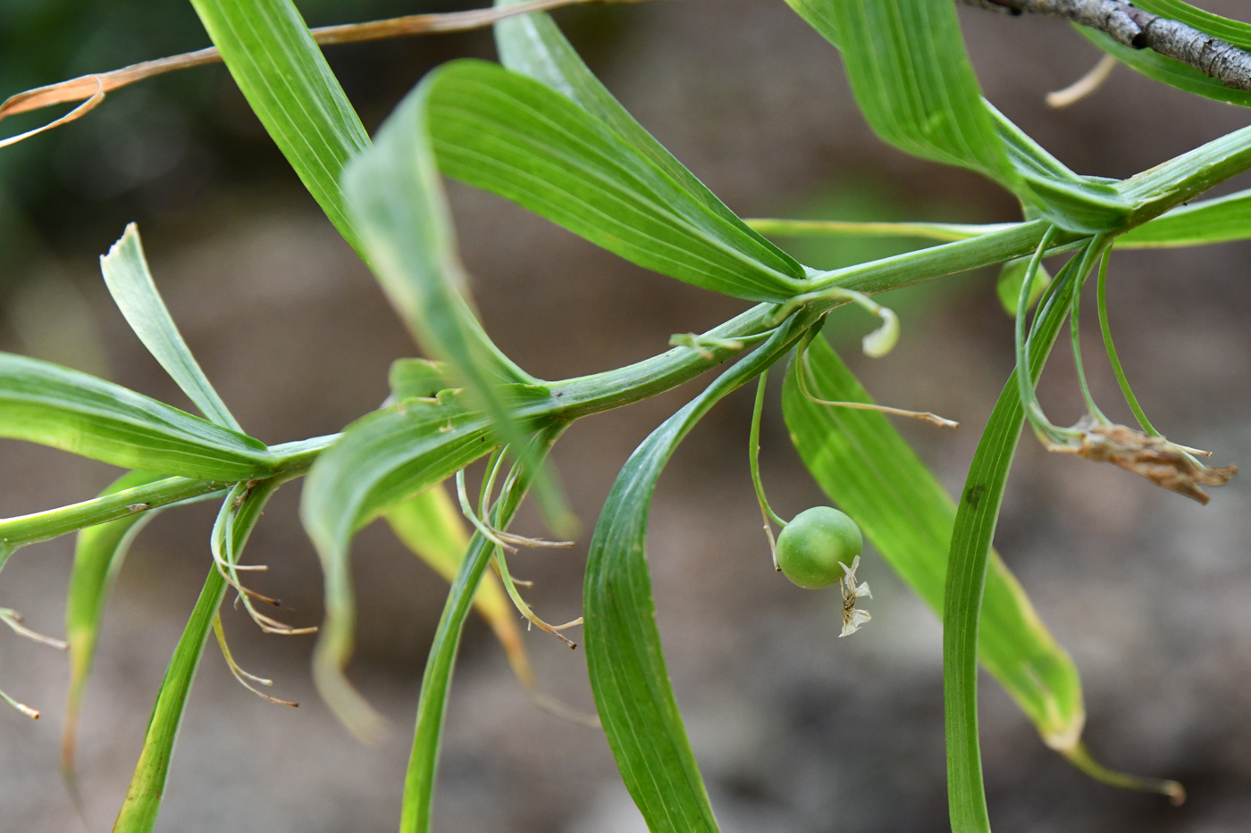 Image of Polygonatum sewerzowii specimen.