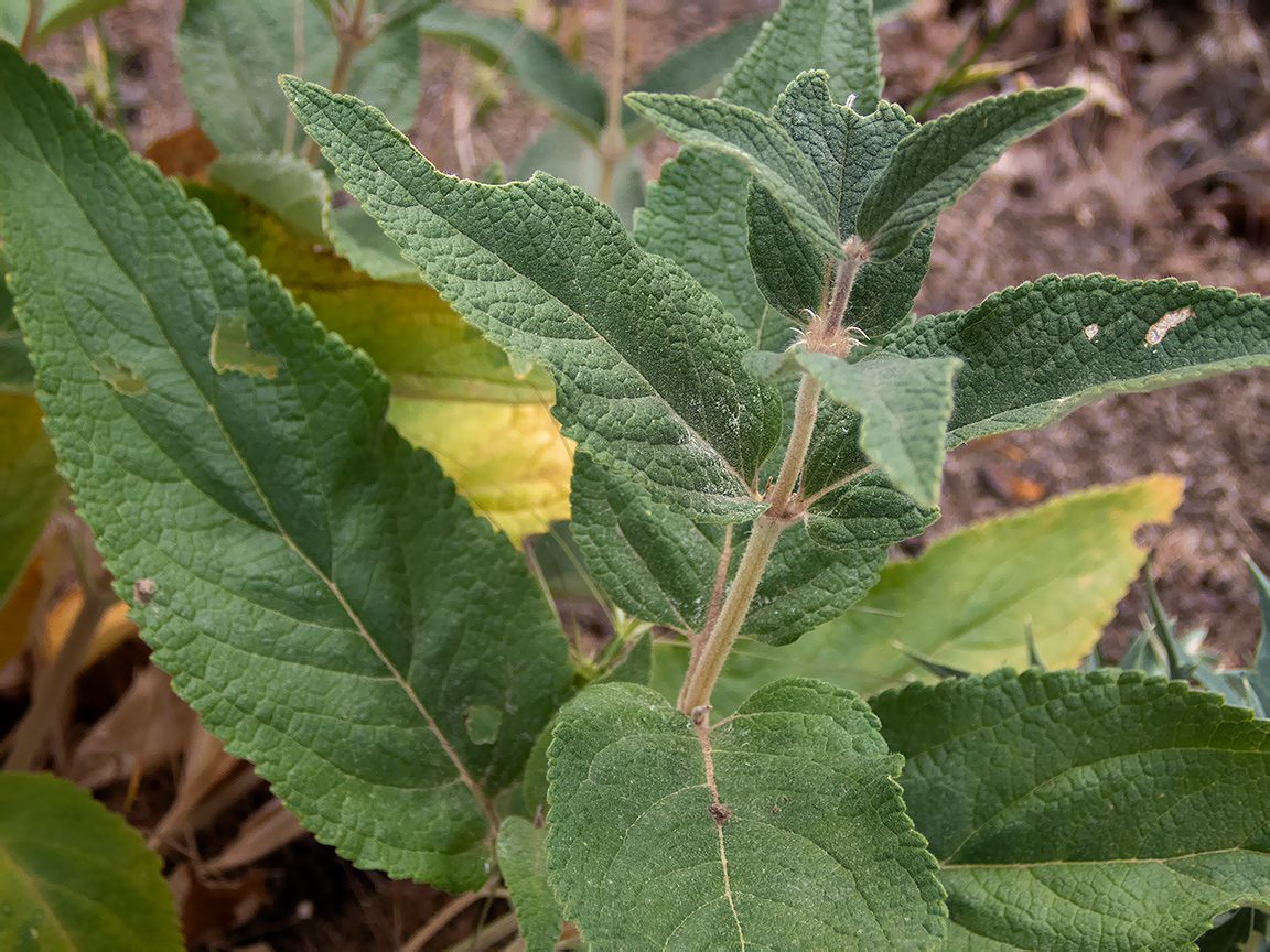 Image of Phlomis taurica specimen.
