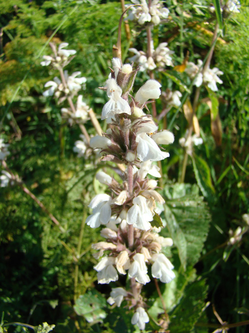 Изображение особи Phlomoides urodonta.