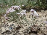 Limonium hoeltzeri