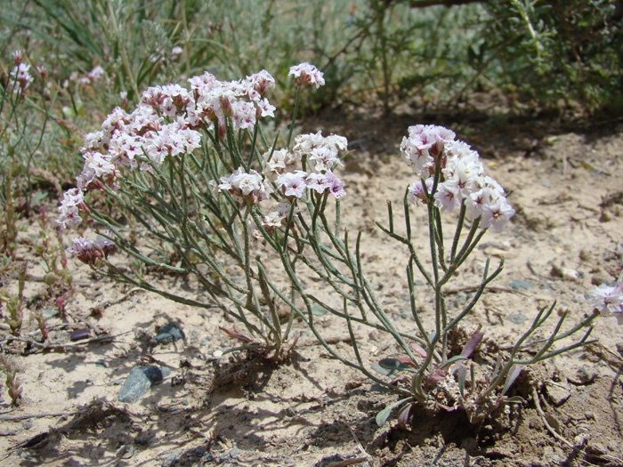 Изображение особи Limonium hoeltzeri.