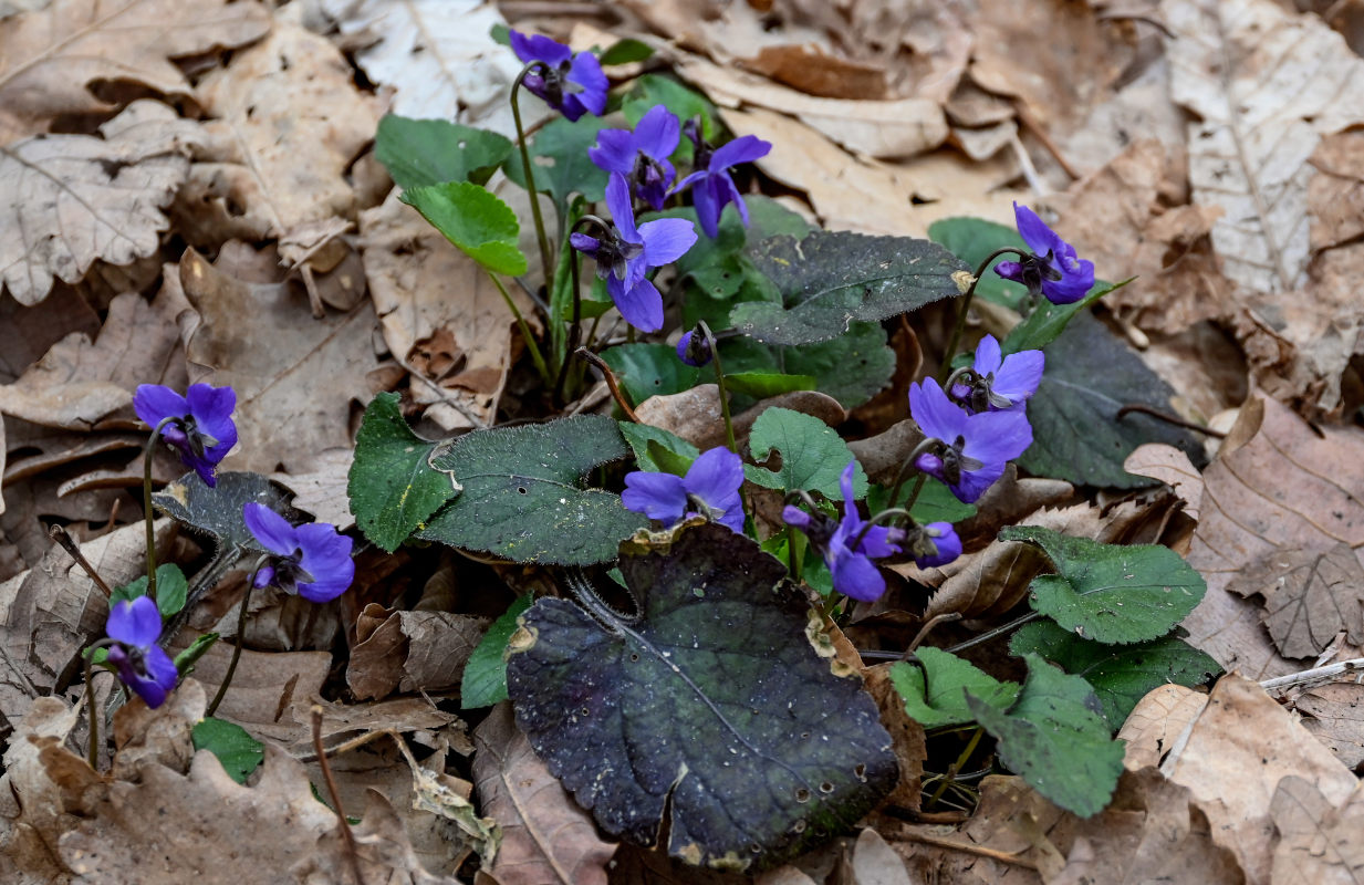 Image of Viola dehnhardtii specimen.