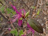 Rhododendron dauricum. Верхушка побега с цветком, перезимовавшими и разворачивающимися листьями. Хабаровский край, г. Комсомольск-на-Амуре, Амурлитмашевские сопки, край смешанного леса. 11.05.2025.