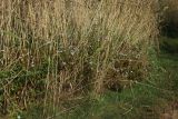 Symphyotrichum × salignum. Цветущие растения. Ленинградская обл., окр. пос. Большая Ижора, побережье Финского залива, граница тростниковых зарослей и псаммофильного сообщества. 15.09.2024.