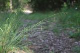 Carex sylvatica