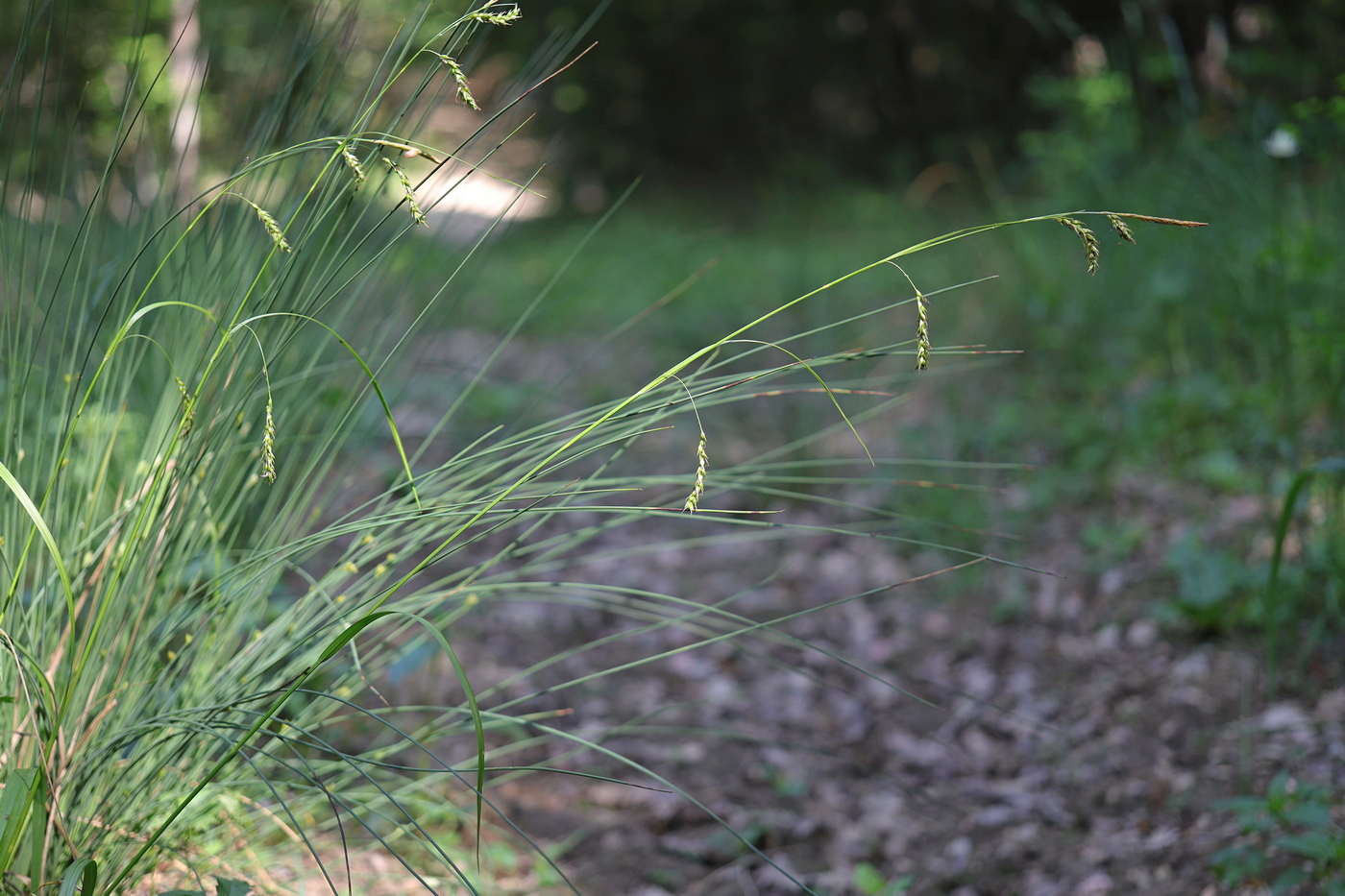 Image of Carex sylvatica specimen.
