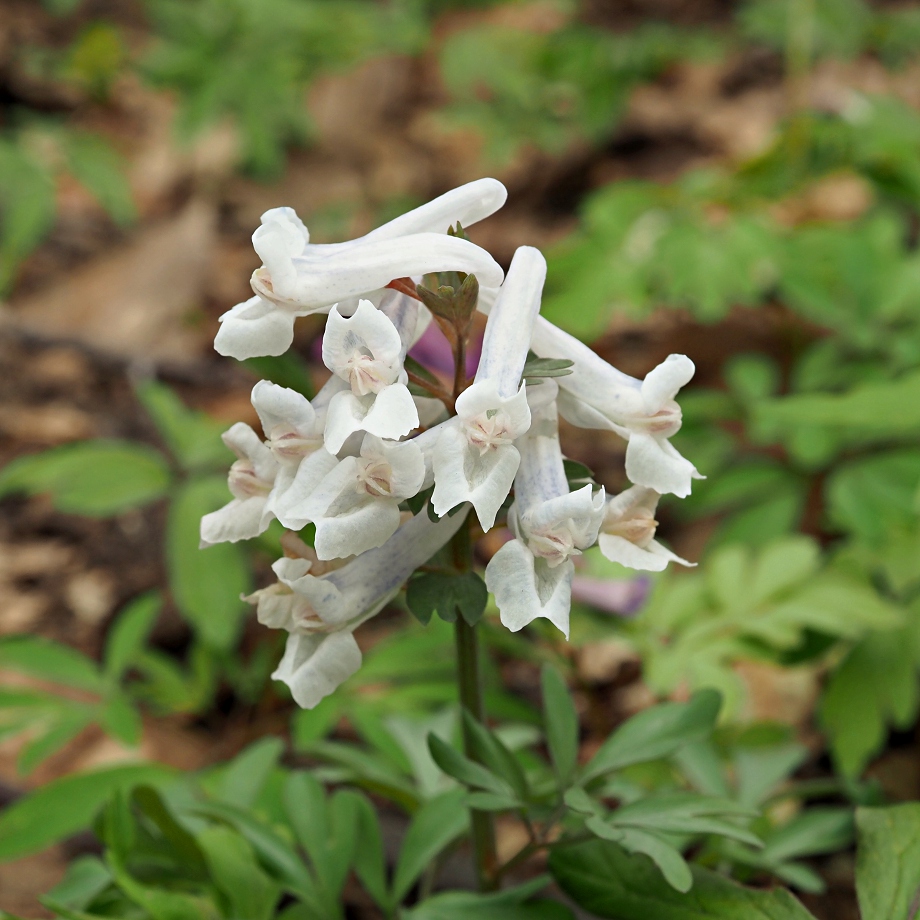 Image of Corydalis solida specimen.