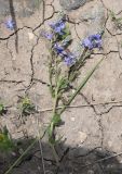 genus Veronica. Сорванный побег с соцветиями. Турция, ил Карс, 4 км на запад от с. Енгикей, Армянское нагорье, выс. 1500 м н.у.м., степь. 19 мая 2025 г.
