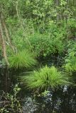 Carex appropinquata. Плодоносящие растения (правое - в сообществе с Thelypteris palustris) на опушке затопленного дождями черноольшаника. Беларусь, Витебская обл., пос. Езерище. 02.06.2025.