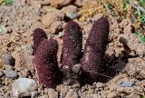 Cynomorium songaricum