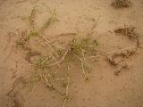 Salsola arbuscula. Растение в песчаной пустыне. Казахстан, Кызылординская обл., Казалинский р-н. 17 июля 2010 г.