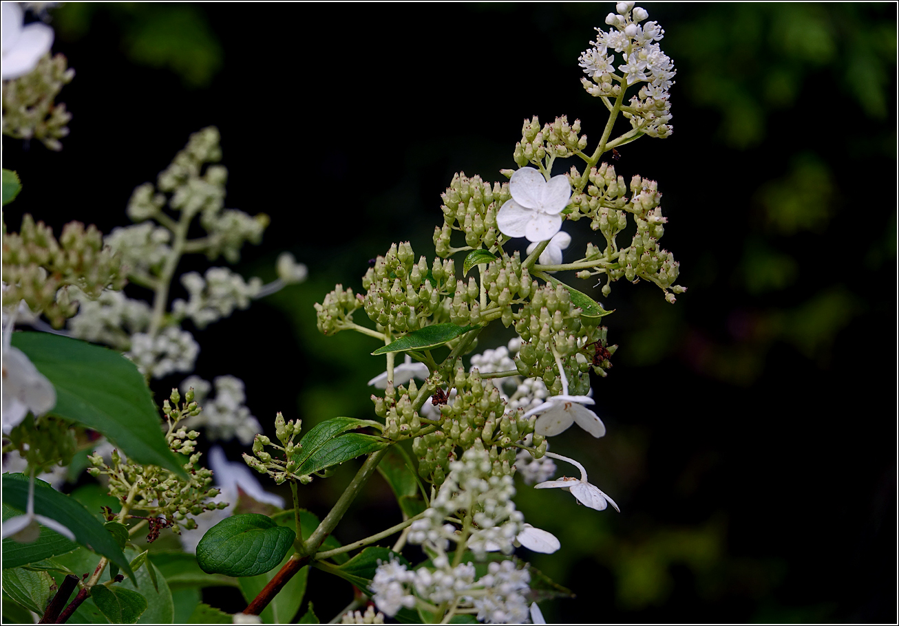 Изображение особи Hydrangea arborescens.
