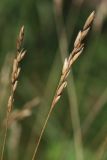 Sieglingia decumbens