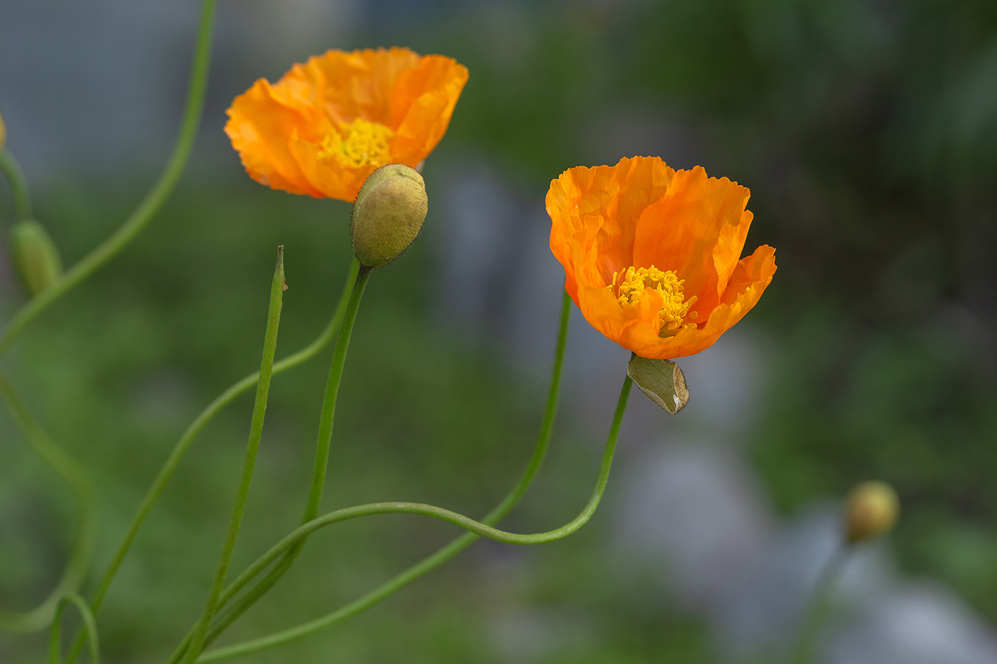 Image of genus Papaver specimen.