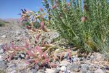 Oxytropis chiliophylla