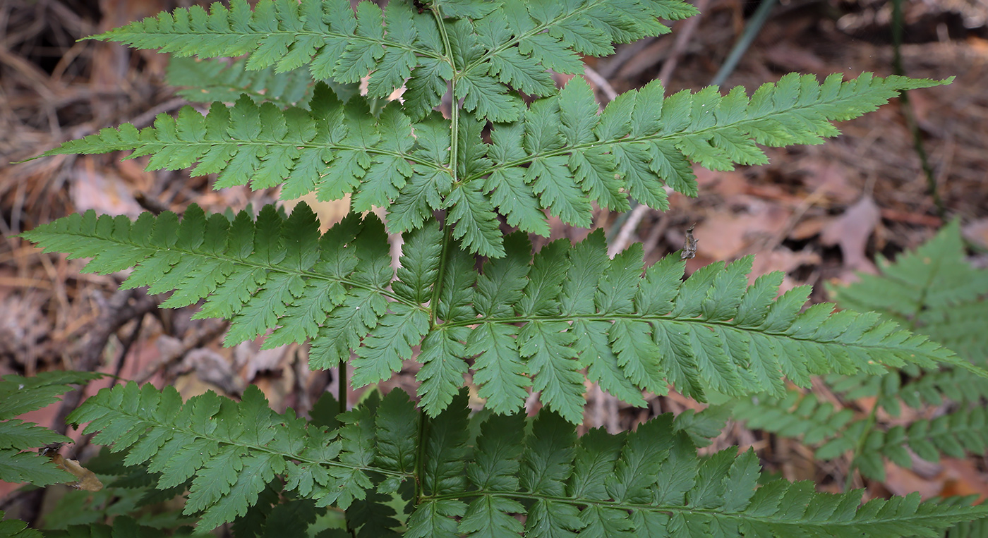 Изображение особи Dryopteris carthusiana.