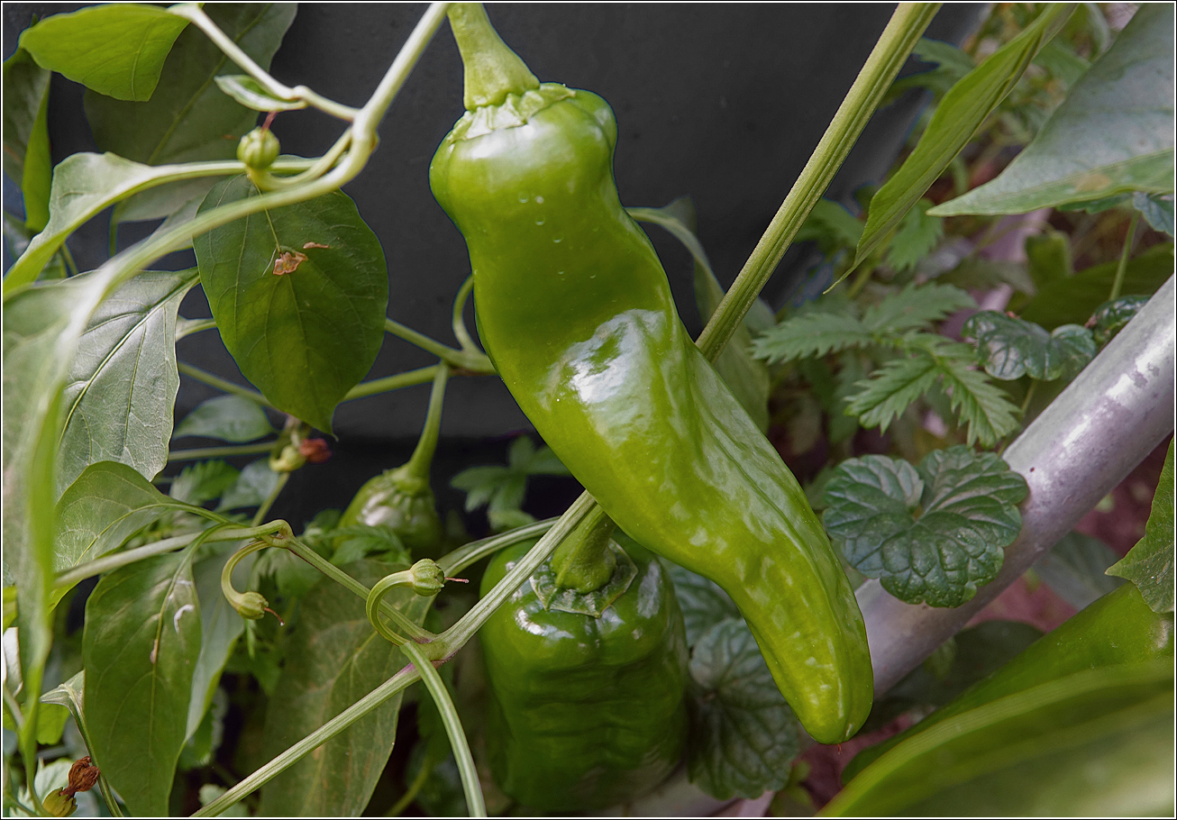 Изображение особи Capsicum annuum.