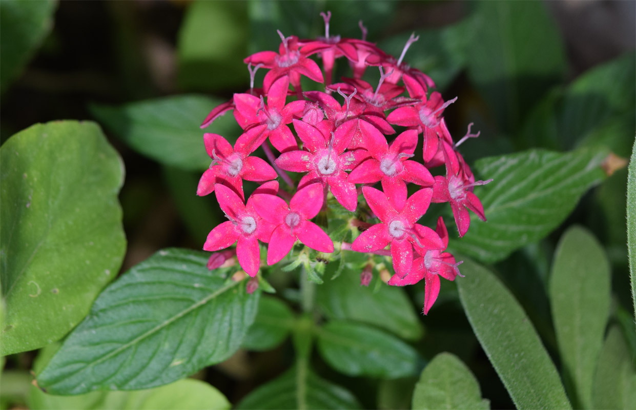 Изображение особи Pentas lanceolata.