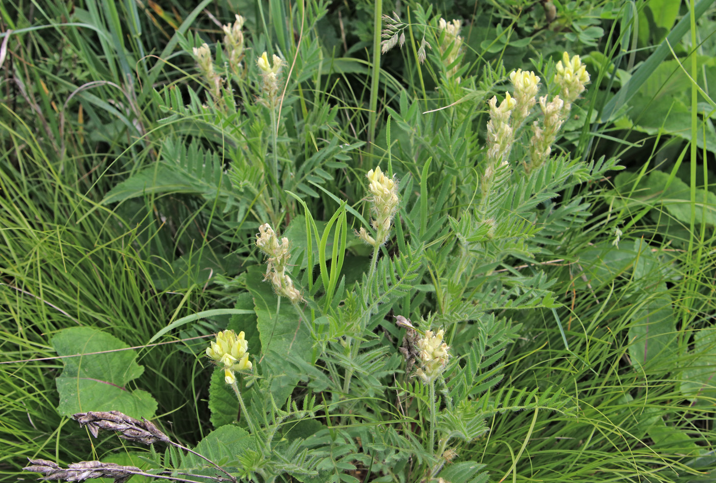 Image of Oxytropis pilosa specimen.