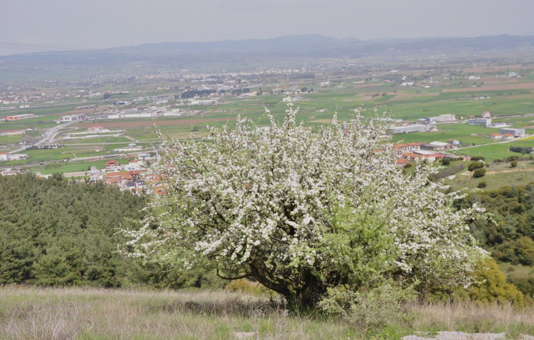 Image of Pyrus amygdaliformis specimen.