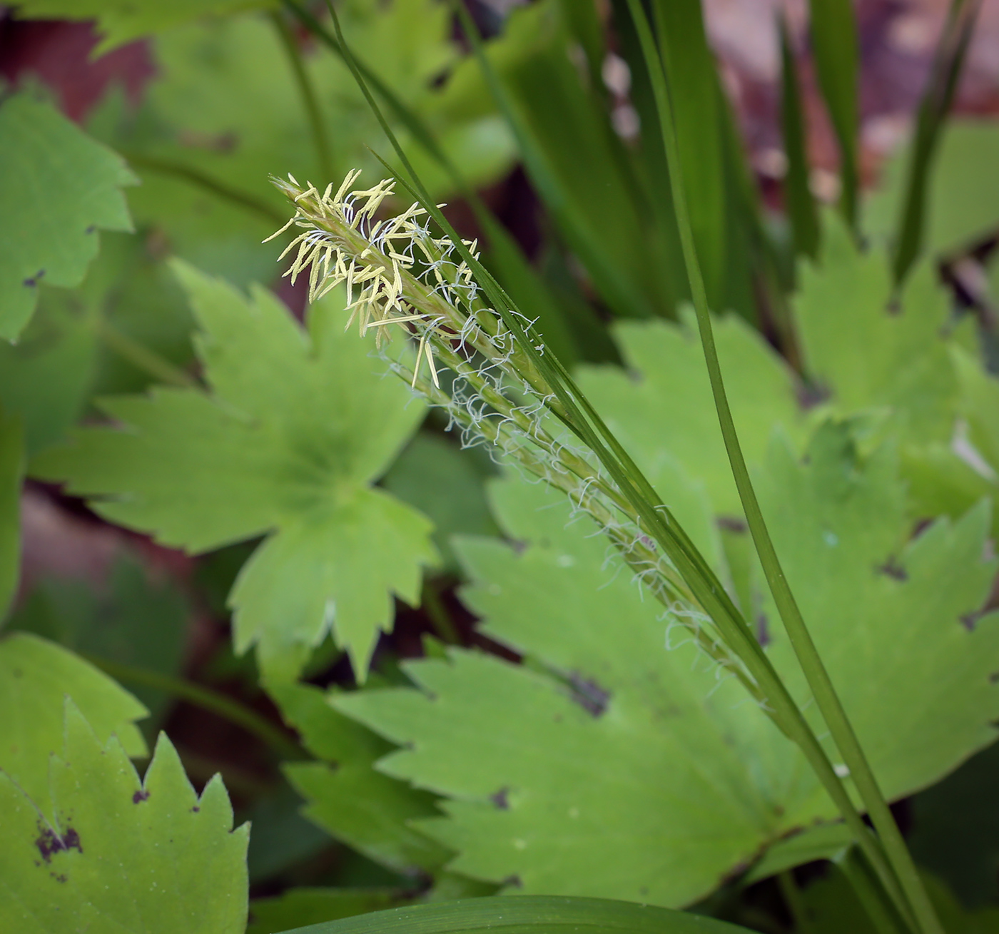 Image of genus Carex specimen.