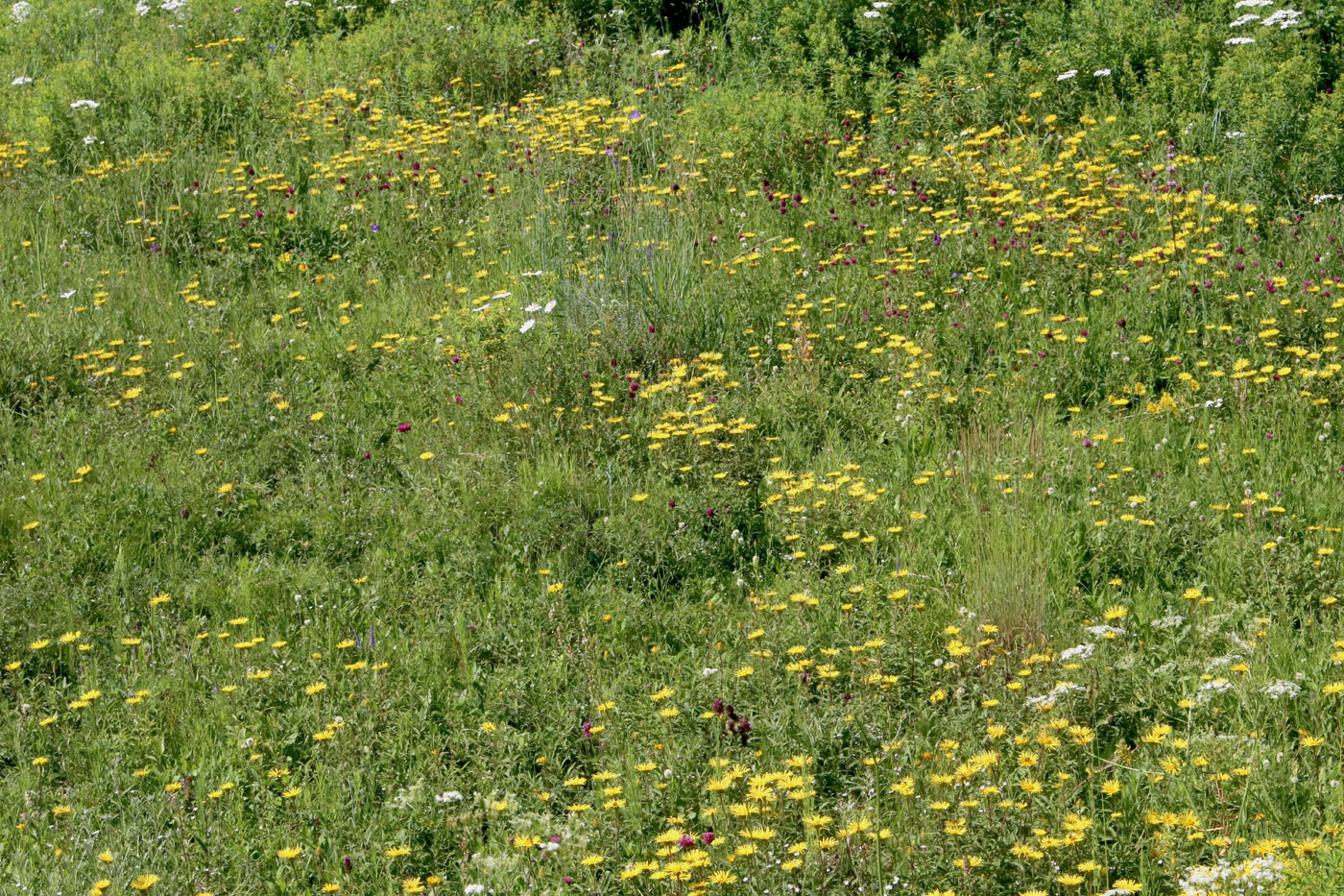Image of Inula hirta specimen.