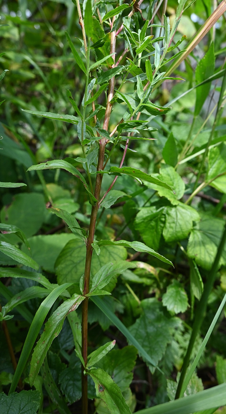 Image of genus Epilobium specimen.