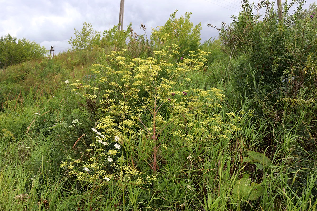 Image of Xanthoselinum alsaticum specimen.