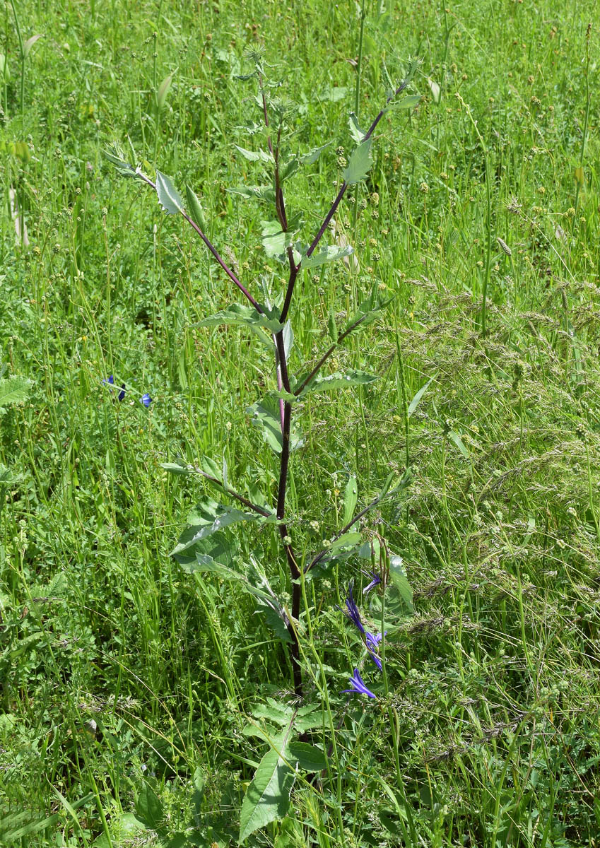 Изображение особи семейство Asteraceae.