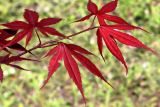 Acer japonicum. Верхушка побега. Белгородская обл., г. Белгород, Ботанический сад Белгородского государственного университета. 22 мая 2021 г.