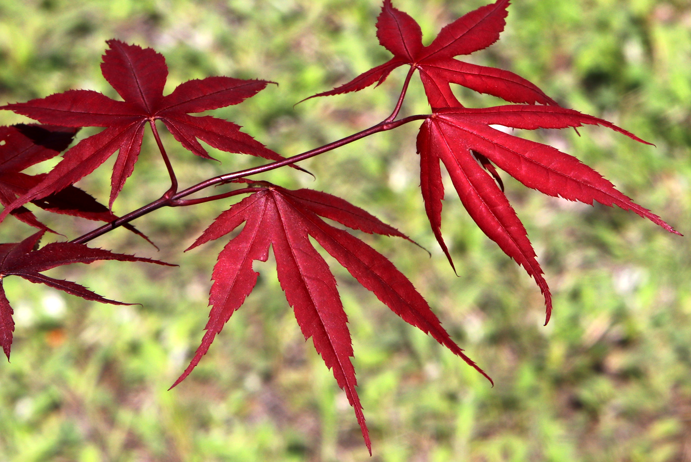 Image of Acer japonicum specimen.