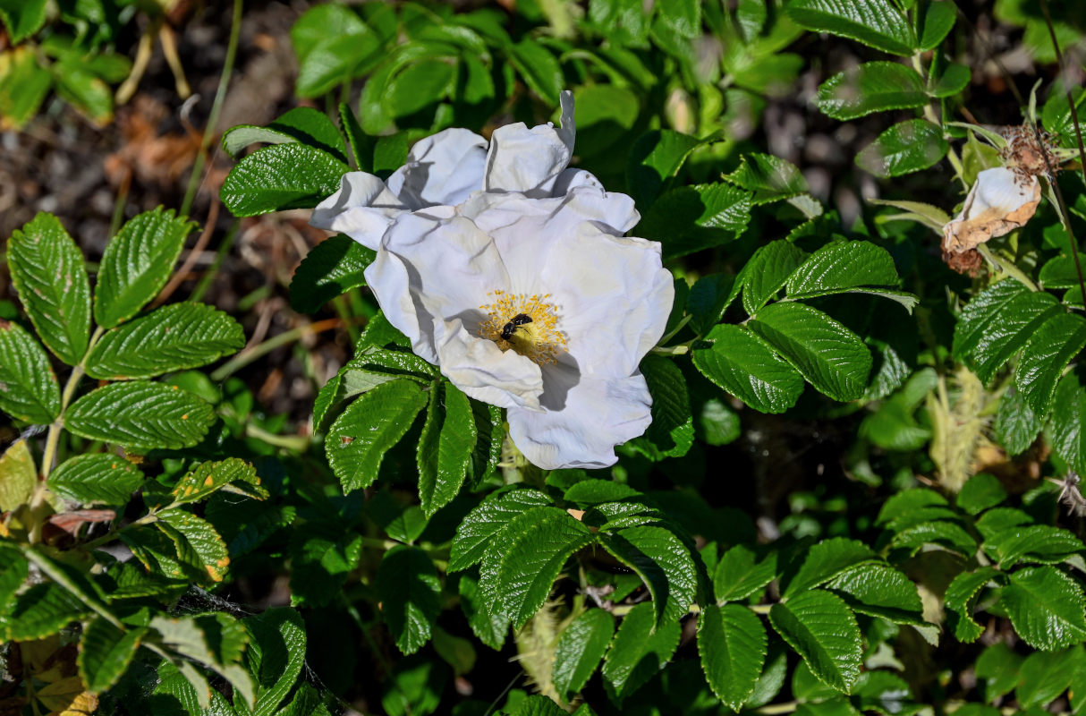 Изображение особи Rosa rugosa.